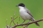 Sylvia hortensis photo gallery-11