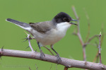 Sylvia hortensis photo gallery-12
