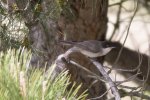 Sylvia hortensis photo gallery-13