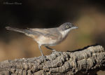 Sylvia hortensis photo gallery-14