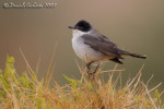 Sylvia hortensis photo gallery-4