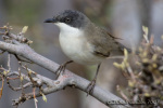Sylvia hortensis photo gallery-5
