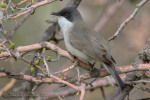 Sylvia hortensis photo gallery-6
