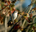 Sylvia hortensis photo gallery-8