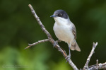 Sylvia hortensis photo gallery-9