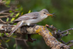 Средиземноморская пересмешка - Hippolais olivetorum photo gallery-4
