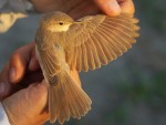 Южная бормотушка - Iduna rama photo gallery-6
