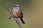 Горная овсянка - Emberiza cia photo gallery-1
