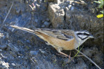 Горная овсянка - Emberiza cia photo gallery-8