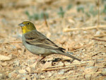 Серая овсянка - Emberiza cineracea photo gallery-1