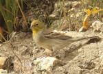 Серая овсянка - Emberiza cineracea (C.L. Brehm, 1855)