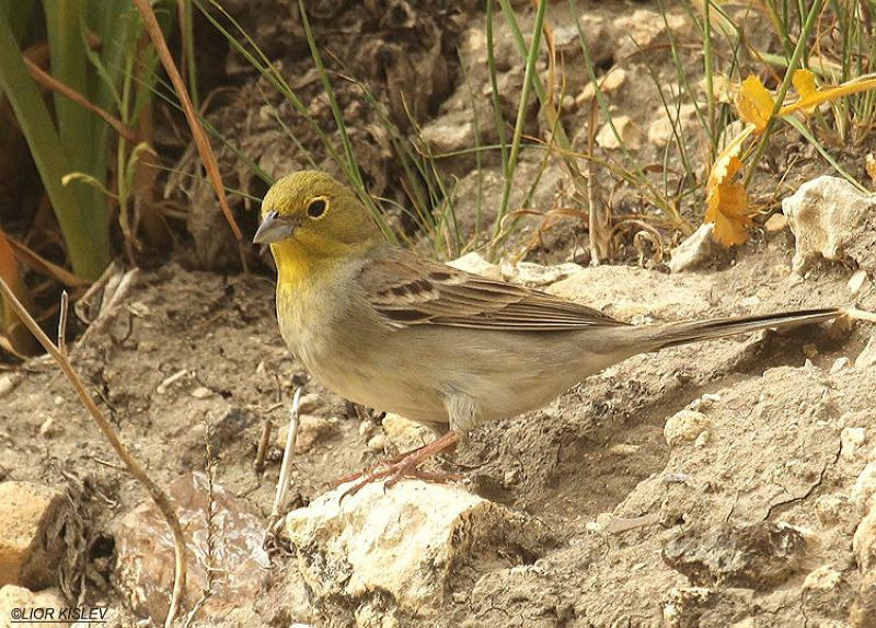 Серая овсянка - Emberiza cineracea (C.L. Brehm, 1855)