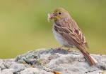 Серая овсянка - Emberiza cineracea photo gallery-3