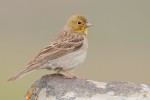 Серая овсянка - Emberiza cineracea photo gallery-4