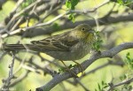Серая овсянка - Emberiza cineracea photo gallery-5