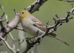 Серая овсянка - Emberiza cineracea photo gallery-6
