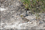 Серая овсянка - Emberiza cineracea photo gallery-7