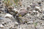 Серая овсянка - Emberiza cineracea photo gallery-8