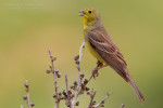 Серая овсянка - Emberiza cineracea photo gallery-9