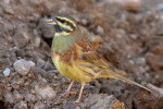 Огородная овсянка - Emberiza cirlus photo gallery-1