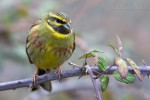Огородная овсянка - Emberiza cirlus photo gallery-2