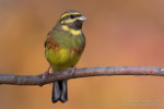 Огородная овсянка - Emberiza cirlus photo gallery-3