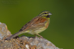Огородная овсянка - Emberiza cirlus photo gallery-4