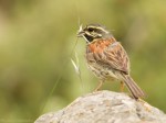 Огородная овсянка - Emberiza cirlus photo gallery-5