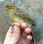 Огородная овсянка - Emberiza cirlus photo gallery-7