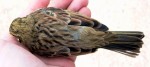 Огородная овсянка - Emberiza cirlus photo gallery-8