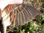 Огородная овсянка - Emberiza cirlus photo gallery-9