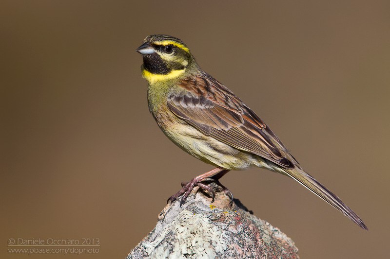 Огородная овсянка - Emberiza cirlus (Linnaeus, 1766)