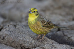 Овсянка обыкновенная - Emberiza citrinella photo gallery-1