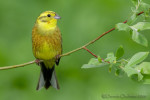 Овсянка обыкновенная - Emberiza citrinella photo gallery-2
