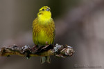 Овсянка обыкновенная - Emberiza citrinella photo gallery-3
