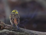 Овсянка обыкновенная - Emberiza citrinella photo gallery-4