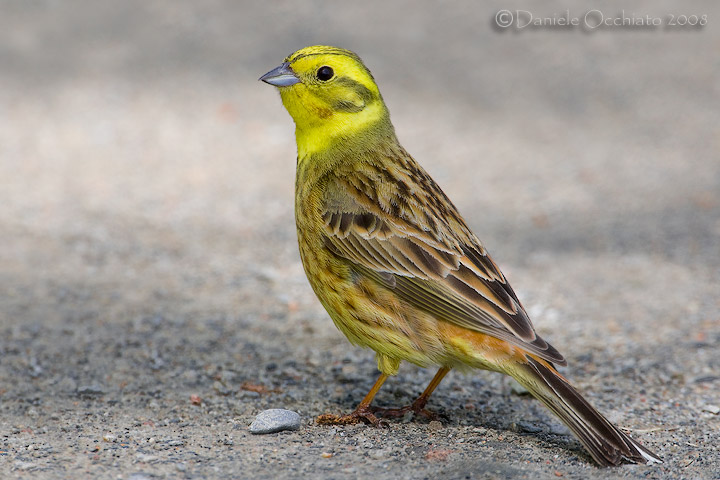 Овсянка обыкновенная - Emberiza citrinella photo gallery-5