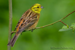 Обыкновенная овсянка - Emberiza citrinella (Linnaeus, 1758)