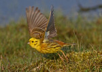 Овсянка обыкновенная - Emberiza citrinella photo gallery-8