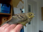 Овсянка обыкновенная - Emberiza citrinella photo gallery-9