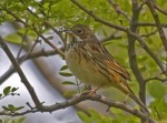 Ошейниковая овсянка - Emberiza fucata photo gallery-1
