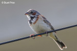 Ошейниковая овсянка - Emberiza fucata photo gallery-2