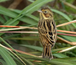 Ошейниковая овсянка - Emberiza fucata photo gallery-3