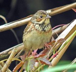 Ошейниковая овсянка - Emberiza fucata photo gallery-4