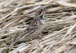 Ошейниковая овсянка - Emberiza fucata photo gallery-5