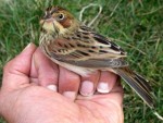 Ошейниковая овсянка - Emberiza fucata photo gallery-6