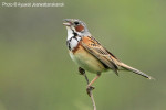 Ошейниковая овсянка - Emberiza fucata photo gallery-7