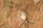 Ошейниковая овсянка - Emberiza fucata photo gallery-8
