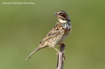 Ошейниковая овсянка - Emberiza fucata photo gallery-9