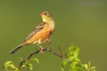 Садовая овсянка - Emberiza hortulana photo gallery-1